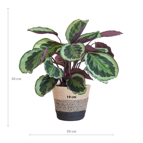 Afmeting Calathea Medallion