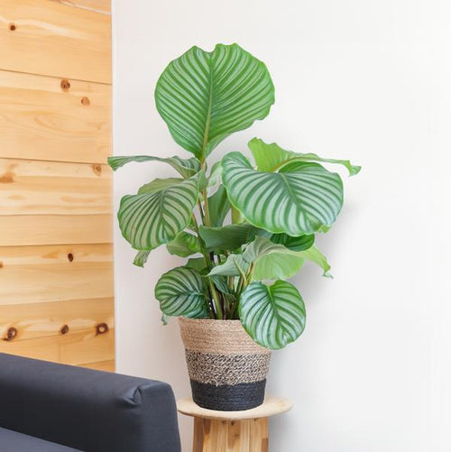 Calathea Orbifolia kamerplant met grote, gestreepte bladeren