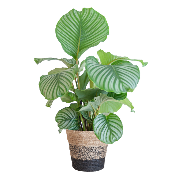 Calathea Orbifolia kamerplant met grote, gestreepte bladeren in siermand zwart