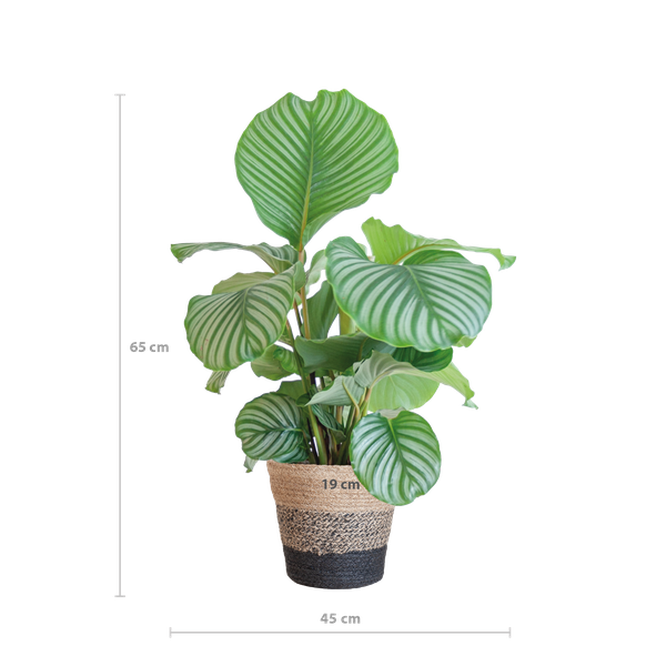 Hoogte Calathea Orbifolia