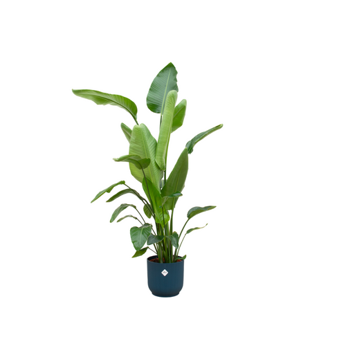 Strelitzia Nicolai (Paradijsvogelplant) Een grote kamerplant met grote, groene bladeren die doen denken aan een paradijsvogel. Geeft een tropisch gevoel aan je ruimte.
