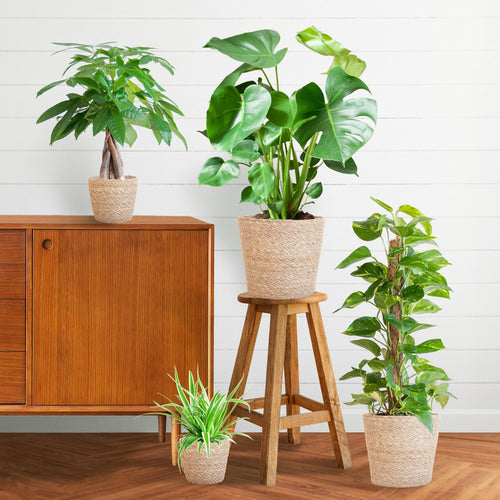 Easy Care Plantenbox - Medium | Weinig Onderhoud & Luchtzuiverend