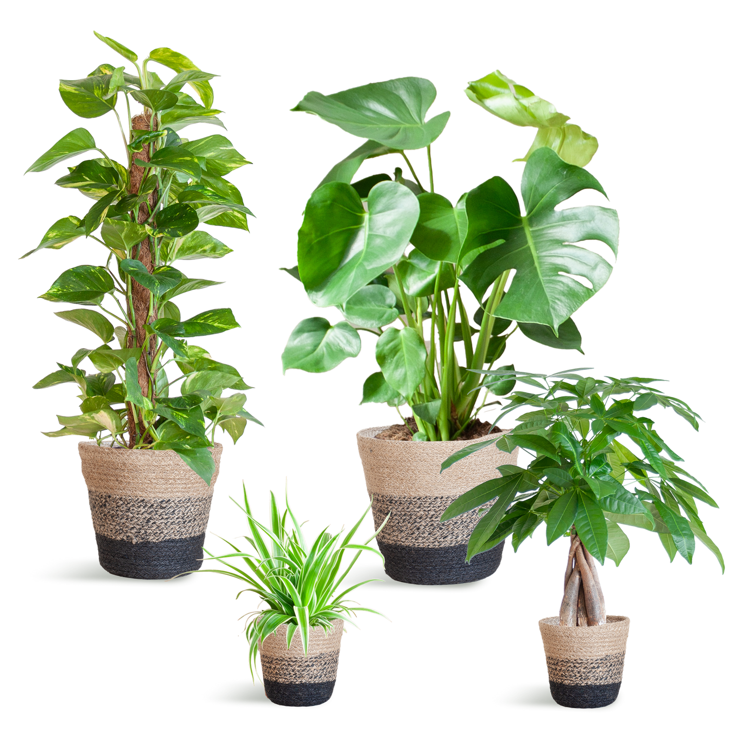 Easy Care Plantenbox - Medium | Weinig Onderhoud & Luchtzuiverend