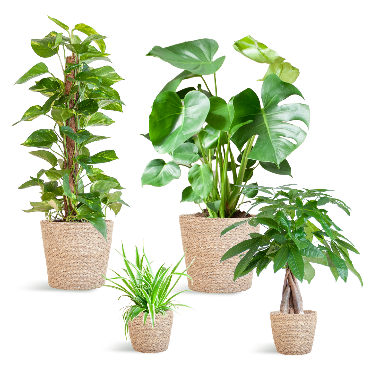 Easy Care Plantenbox - Medium | Weinig Onderhoud & Luchtzuiverend