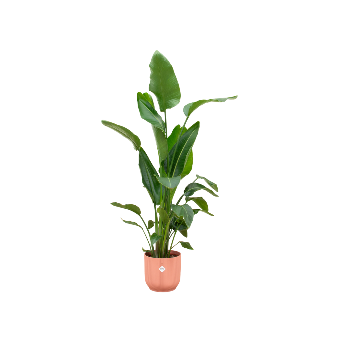 Strelitzia Nicolai XL- Paradijsvogelplant | 160 cm | Potmaat Ø30 cm | Inclusief gratis pot