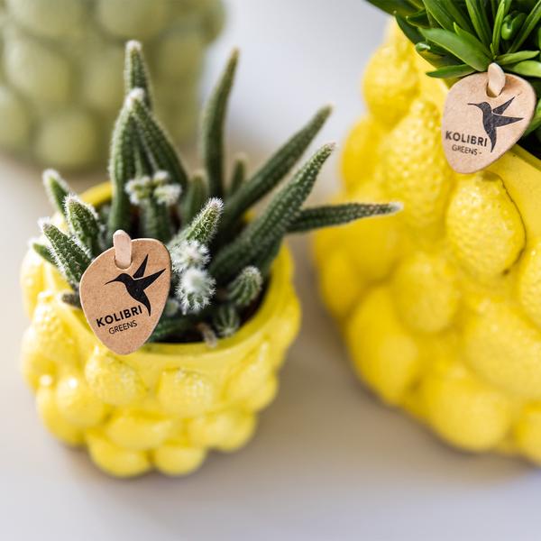 Gift set Citrus