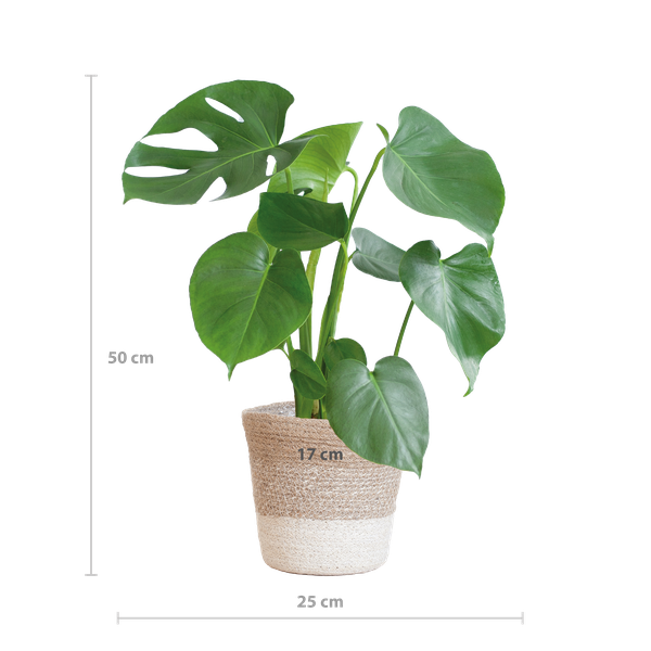 Monstera Deliciosa - Gatenplant | 50 cm | Potmaat Ø17 cm | Inclusief gratis mand