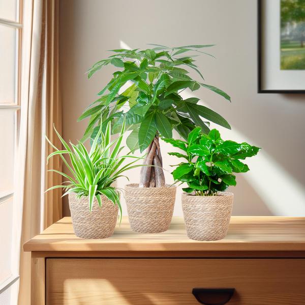Furry Friends Box - Kleine Kamerplanten Set | Diervriendelijke & Luchtzuiverende Planten