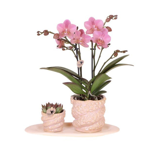 Gift set Octopus Pink small