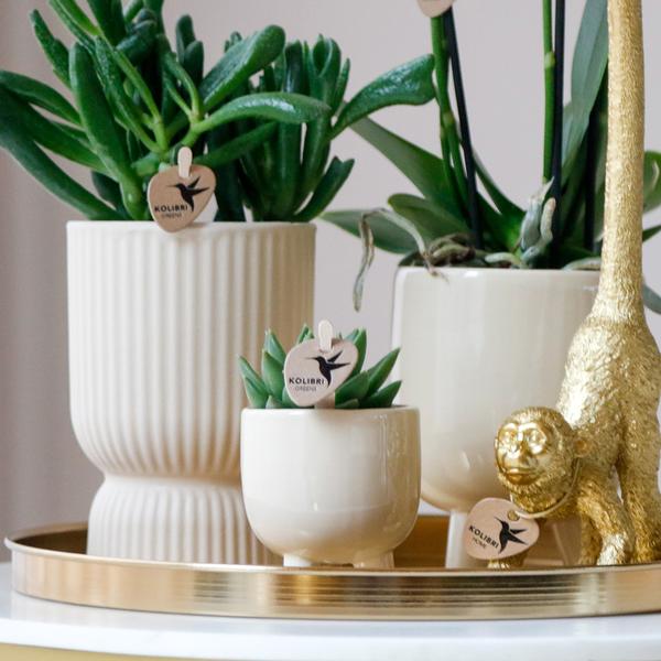 Gift set Luxury Living