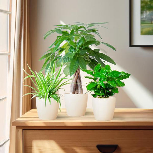 Furry Friends Box - Kleine Kamerplanten Set | Diervriendelijke & Luchtzuiverende Planten