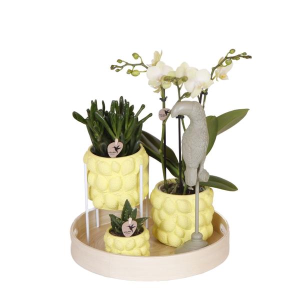 Gift set Citrus