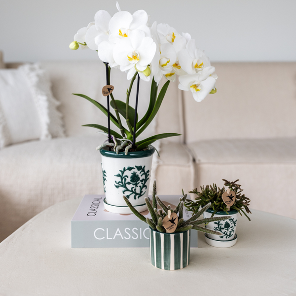Gift set van witte orchidee Amabilis