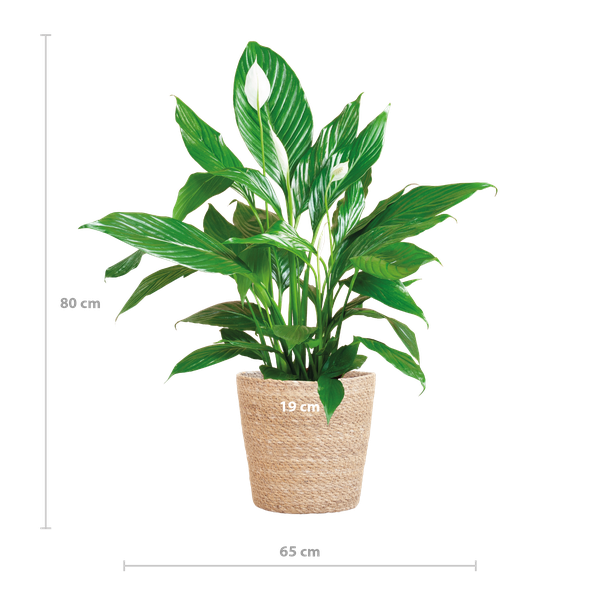 Spathiphyllum Sweet Lauretta - Lepelplant | 80 cm | Potmaat Ø21 cm | Luchtzuiverend & Makkelijk te verzorgen