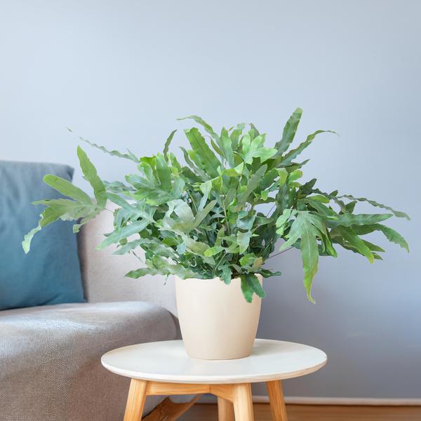 Phlebodium Aureum - Blauwvaren | 40 cm | Potmaat Ø17 cm | Luchtzuiverend, Makkelijk & Diervriendelijk