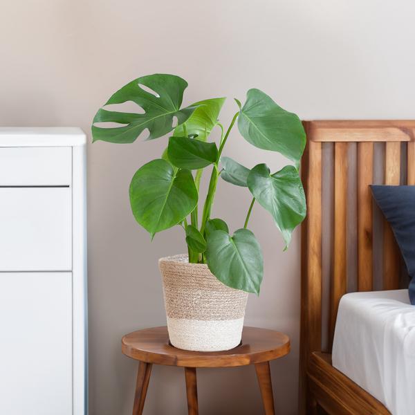 Monstera Deliciosa - Gatenplant | 50 cm | Potmaat Ø17 cm | Inclusief gratis mand