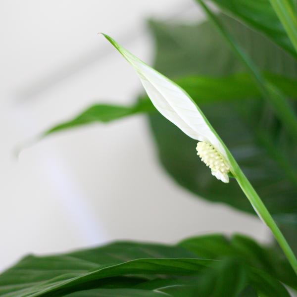 Spathiphyllum Sweet Lauretta - Lepelplant | 80 cm | Potmaat Ø21 cm | Luchtzuiverend & Makkelijk te verzorgen
