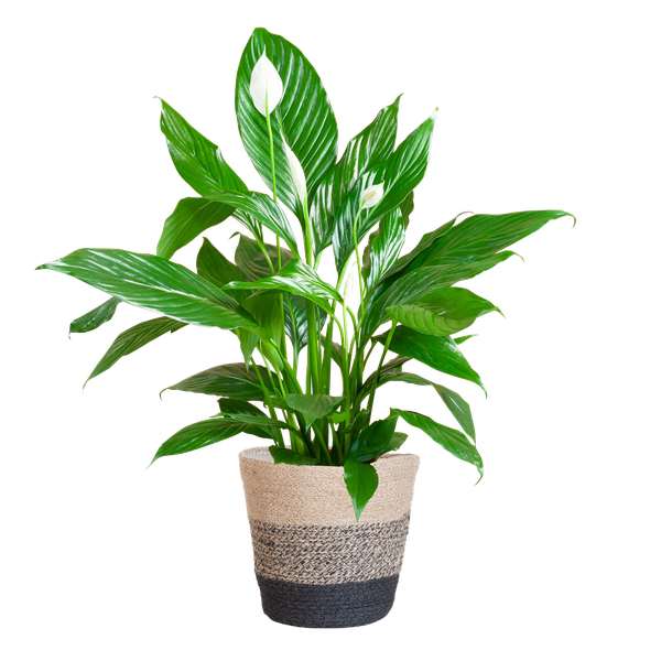 Spathiphyllum Sweet Lauretta - Lepelplant | 80 cm | Potmaat Ø21 cm | Luchtzuiverend & Makkelijk te verzorgen
