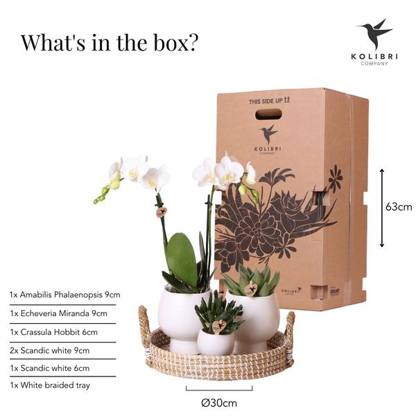 Gift set Scandic white