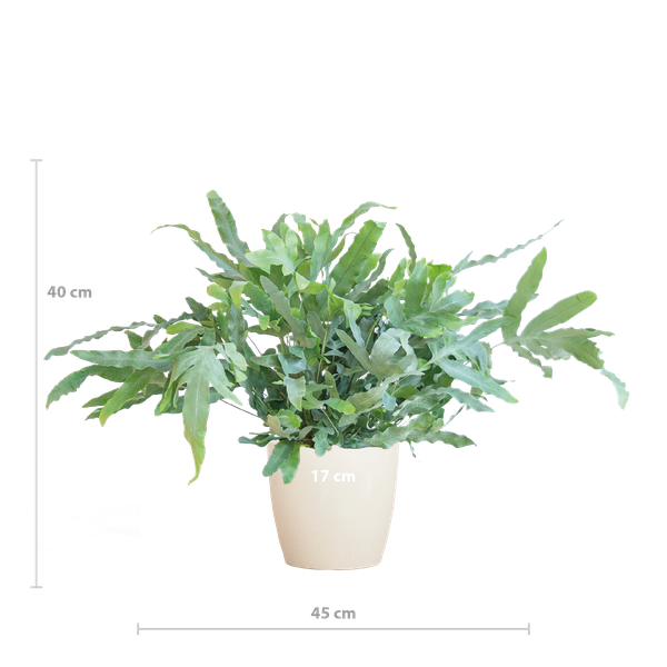 Phlebodium Aureum - Blauwvaren | 40 cm | Potmaat Ø17 cm | Luchtzuiverend, Makkelijk & Diervriendelijk