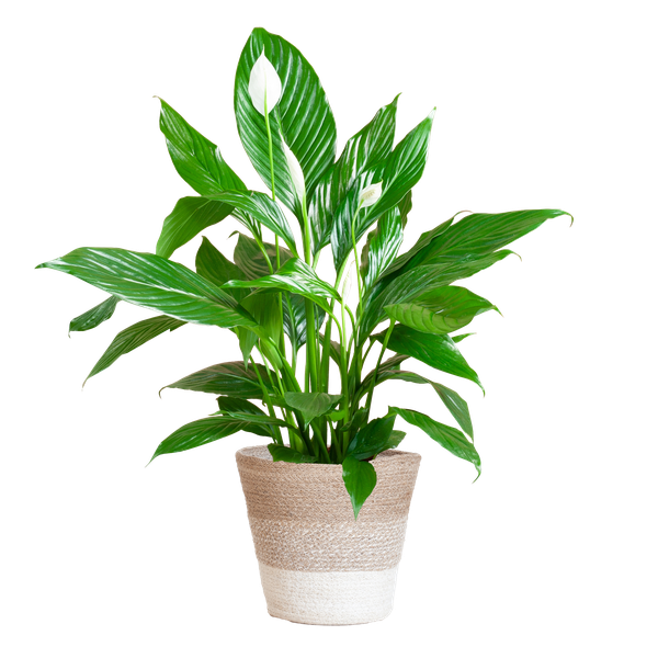 Spathiphyllum Sweet Lauretta - Lepelplant | 80 cm | Potmaat Ø21 cm | Luchtzuiverend & Makkelijk te verzorgen