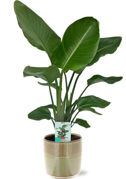 Strelitzia Nicolai M - Paradijsvogelplant | 90-100 cm | Potmaat Ø17-19 cm | Inclusief gratis pot