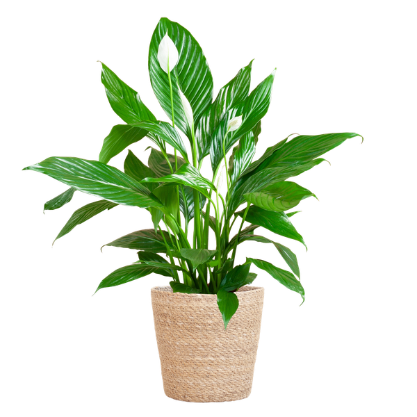 Spathiphyllum Sweet Lauretta - Lepelplant | 80 cm | Potmaat Ø21 cm | Luchtzuiverend & Makkelijk te verzorgen