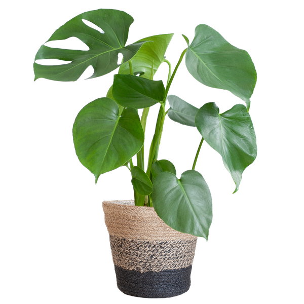 Monstera Deliciosa - Gatenplant | 50 cm | Potmaat Ø17 cm | Inclusief gratis mand