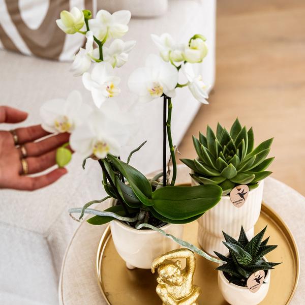 Gift set Luxury Living