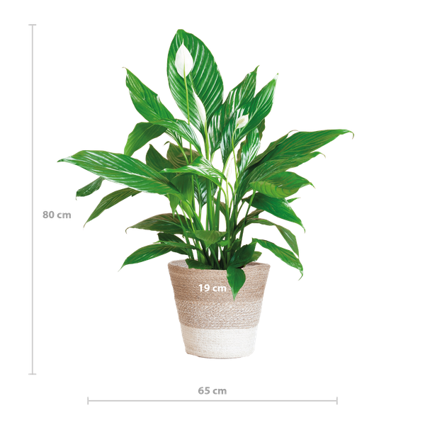 Spathiphyllum Sweet Lauretta - Lepelplant | 80 cm | Potmaat Ø21 cm | Luchtzuiverend & Makkelijk te verzorgen