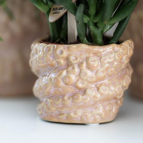 Gift set Octopus Pink small