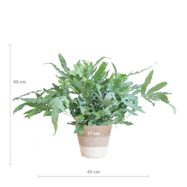 Phlebodium Aureum - Blauwvaren | 40 cm | Potmaat Ø17 cm | Luchtzuiverend, Makkelijk & Diervriendelijk