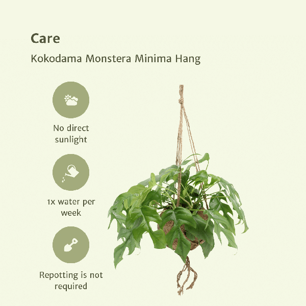 Monstera Minima Kokodama | 25 cm | Potmaat Ø15 cm | Inclusief gratis kokodama