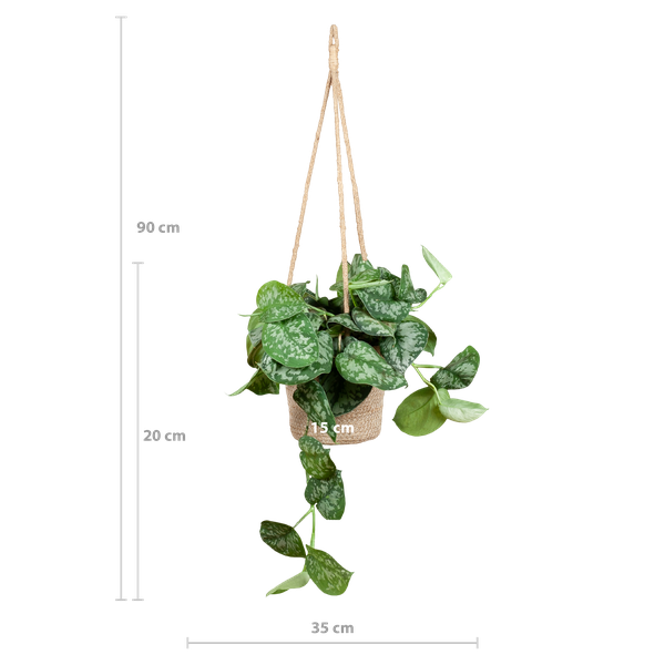 Scindapsus Pictus Argyraeus - Zilverrank | 25 cm | Potmaat Ø16 cm | Luchtzuiverend & Makkelijk te verzorgen