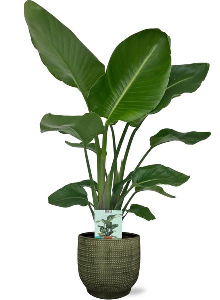 Strelitzia Nicolai M - Paradijsvogelplant | 90-100 cm | Potmaat Ø17-19 cm | Inclusief gratis pot