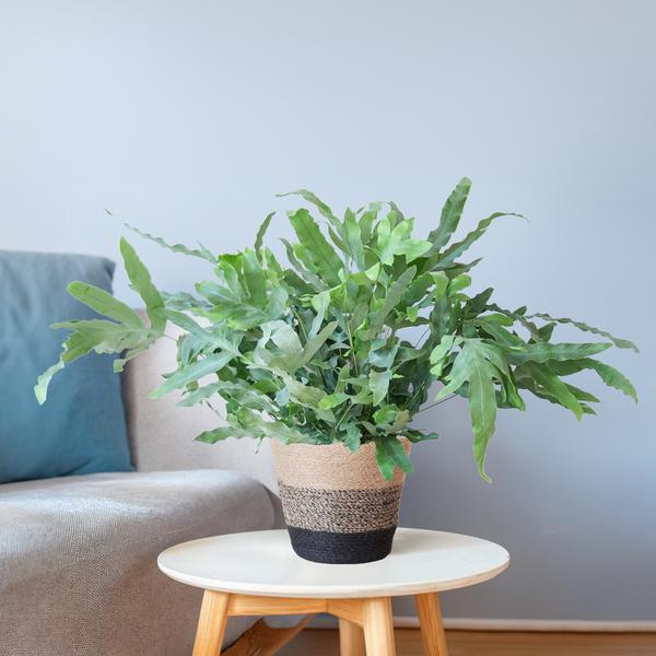 Phlebodium Aureum - Blauwvaren | 40 cm | Potmaat Ø17 cm | Luchtzuiverend, Makkelijk & Diervriendelijk