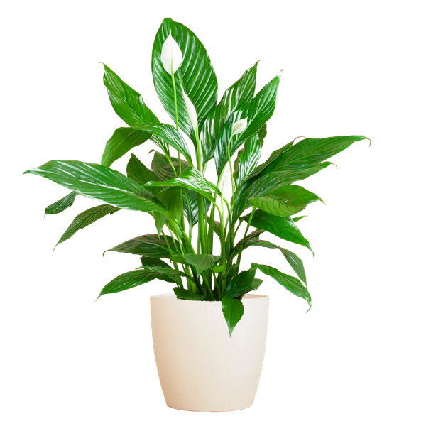 Spathiphyllum Sweet Lauretta - Lepelplant | 80 cm | Potmaat Ø21 cm | Luchtzuiverend & Makkelijk te verzorgen