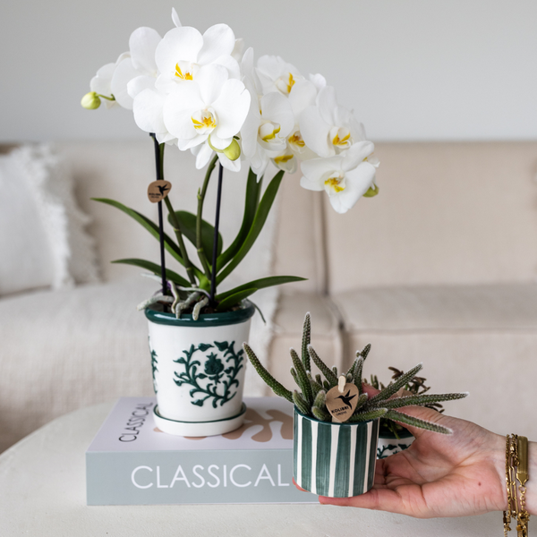 Gift set van witte orchidee Amabilis