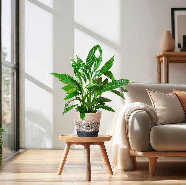 Spathiphyllum Sweet Lauretta - Lepelplant | 80 cm | Potmaat Ø21 cm | Luchtzuiverend & Makkelijk te verzorgen