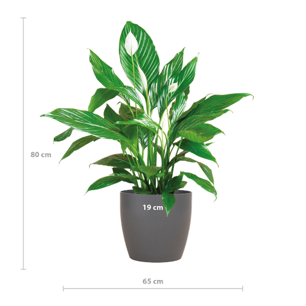 Spathiphyllum Sweet Lauretta - Lepelplant | 80 cm | Potmaat Ø21 cm | Luchtzuiverend & Makkelijk te verzorgen