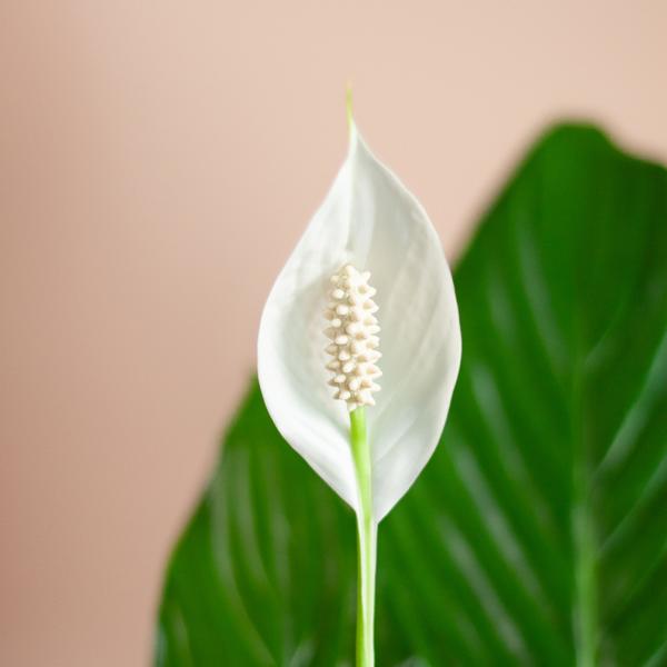 Spathiphyllum Sweet Lauretta - Lepelplant | 80 cm | Potmaat Ø21 cm | Luchtzuiverend & Makkelijk te verzorgen