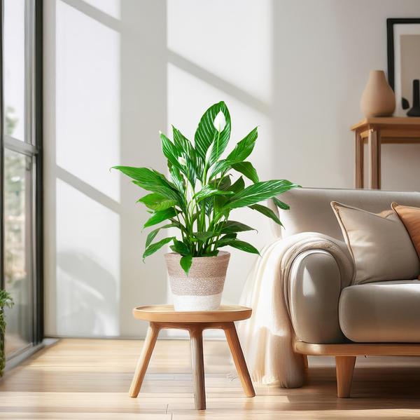 Spathiphyllum Sweet Lauretta - Lepelplant | 80 cm | Potmaat Ø21 cm | Luchtzuiverend & Makkelijk te verzorgen