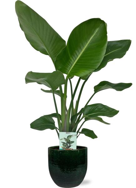 Strelitzia Nicolai M - Paradijsvogelplant | 90-100 cm | Potmaat Ø17-19 cm | Inclusief gratis pot