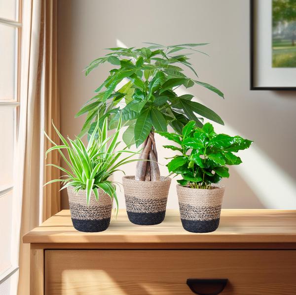 Furry Friends Box - Kleine Kamerplanten Set | Diervriendelijke & Luchtzuiverende Planten