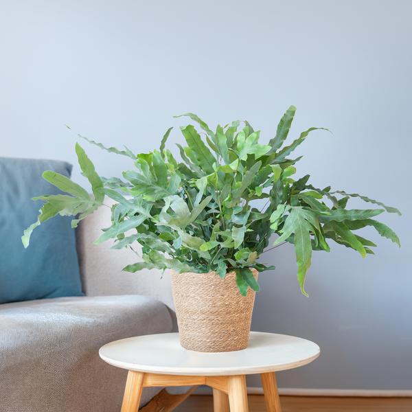 Phlebodium Aureum - Blauwvaren | 40 cm | Potmaat Ø17 cm | Luchtzuiverend, Makkelijk & Diervriendelijk