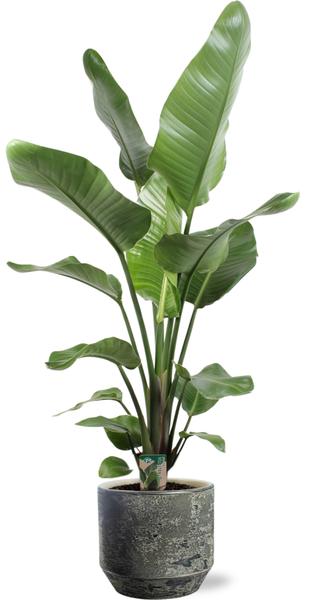 Strelitzia Nicolai M - Paradijsvogelplant | 90-100 cm | Potmaat Ø17-19 cm | Inclusief gratis pot