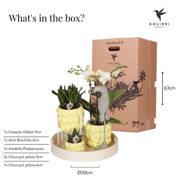 Gift set Citrus