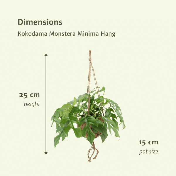 Monstera Minima Kokodama | 25 cm | Potmaat Ø15 cm | Inclusief gratis kokodama