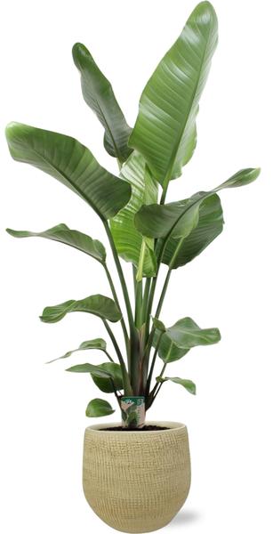 Strelitzia Nicolai M - Paradijsvogelplant | 90-100 cm | Potmaat Ø17-19 cm | Inclusief gratis pot