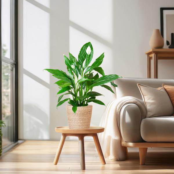 Spathiphyllum Sweet Lauretta - Lepelplant | 80 cm | Potmaat Ø21 cm | Luchtzuiverend & Makkelijk te verzorgen